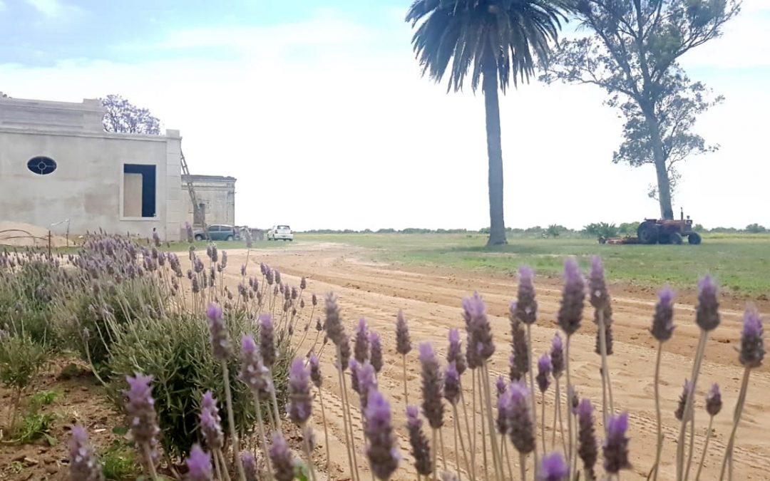 Lavanda suena fuerte!